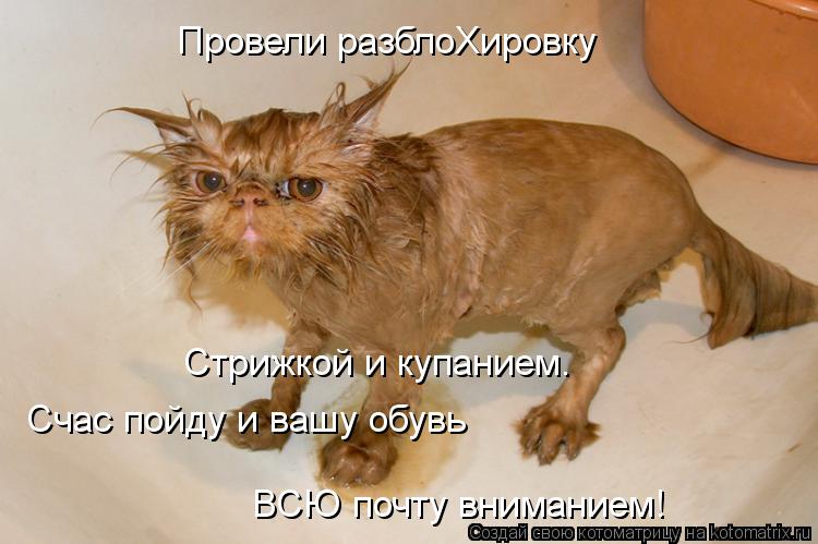 Провели разблоХировку Стрижкой и купанием. Счас пойду и вашу обувь ВСЮ почту вниманием!... Котоматрица: Провели разблоХировку Стрижкой и купанием. Счас пойду и вашу обувь ВСЮ почту вниманием!