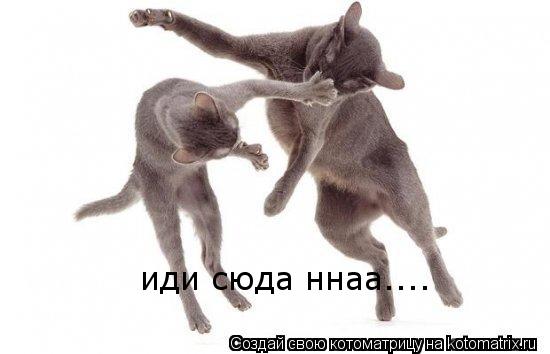Котоматрица: иди сюда ннаа....