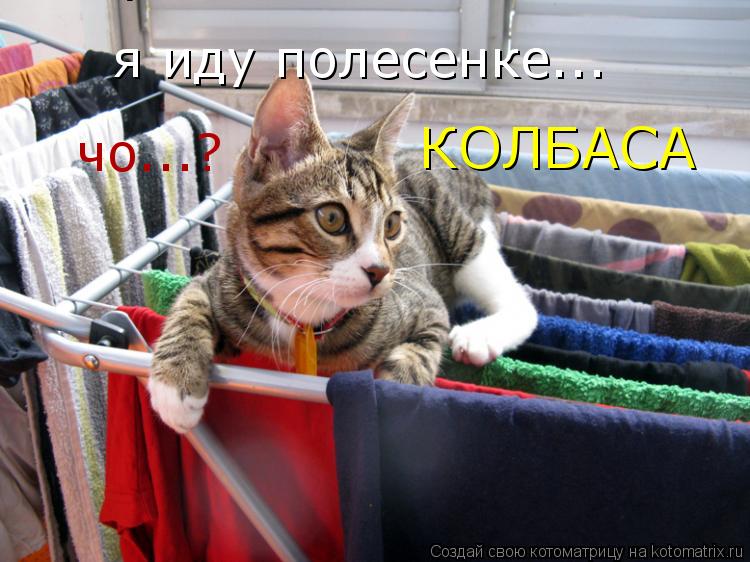 Котоматрица: я иду полесенке... я иду полесенке... чо...? КОЛБАСА