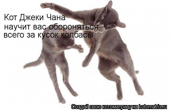 Котоматрица: Кот Джеки Чана Кот Джеки Чана научит вас обороняться всего за кусок колбасы научит вас обороняться  всего за кусок колбасы