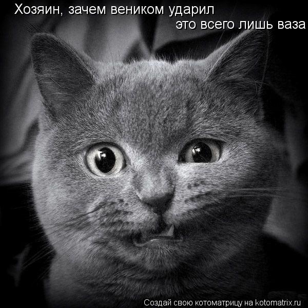 Котоматрица: Хозяин, зачем веником ударил это всего лишь ваза