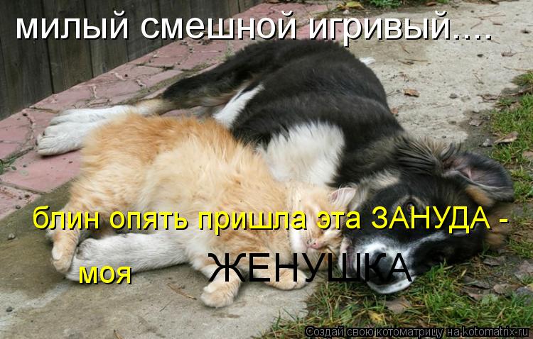 Котоматрица: милый смешной игривый.... блин опять пришла эта ЗАНУДА - моя  ЖЕНУШКА