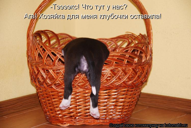 Котоматрица: -Тээээкс! Что тут у нас? Ага! Хозяйка для меня клубочки оставила!