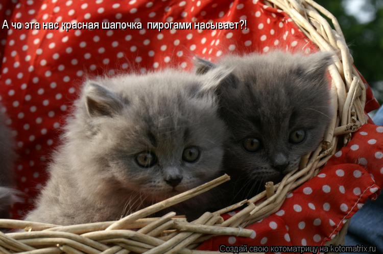 Котоматрица: А чо эта нас красная шапочка  пирогами насывает?!
