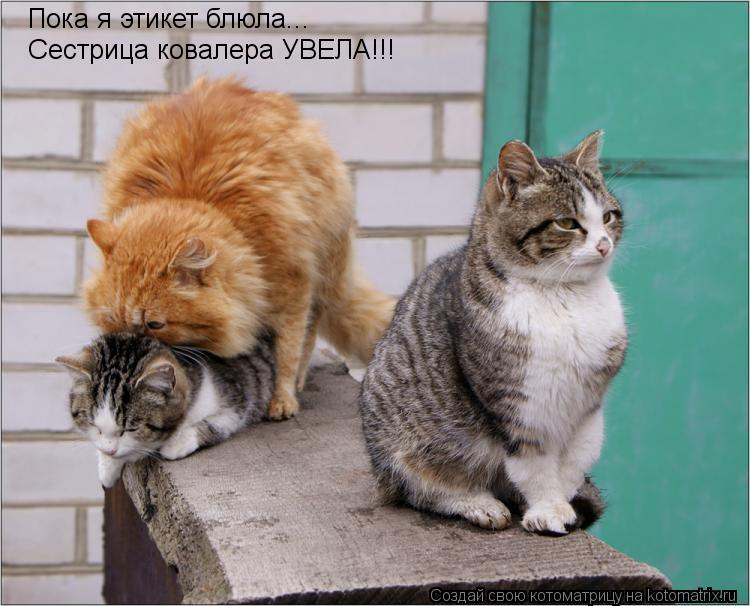 Котоматрица: Пока я этикет блюла... Сестрица ковалера УВЕЛА!!!