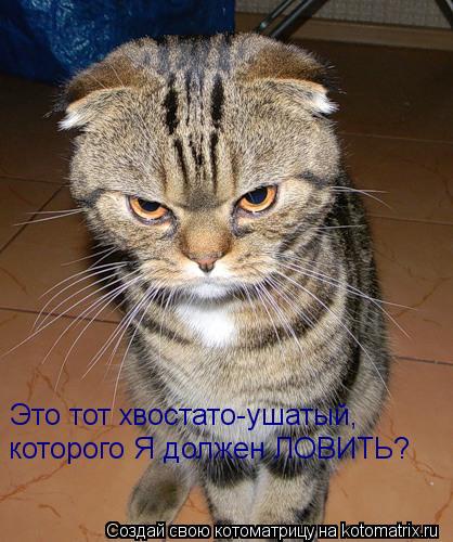 Котоматрица: Это тот хвостато-ушатый, которого Я должен ЛОВИТЬ?