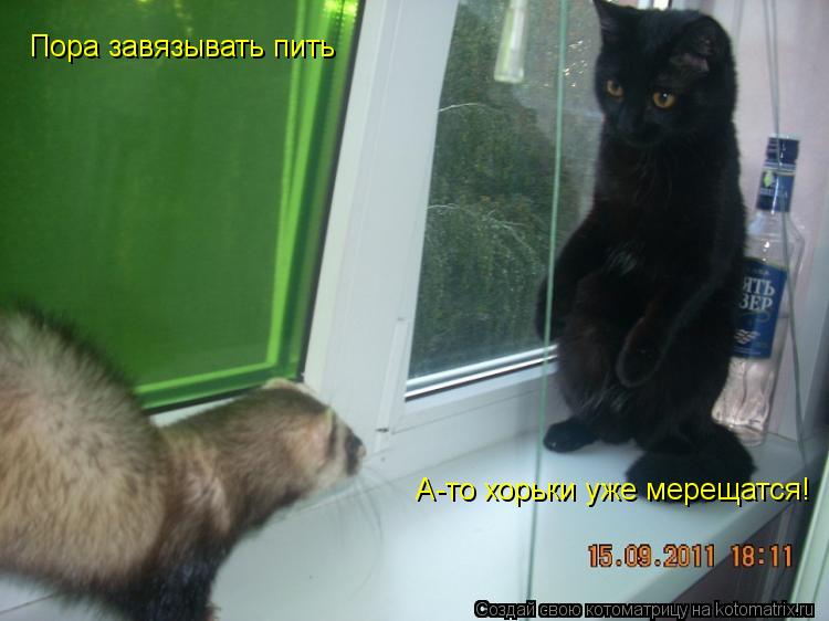 Котоматрица: Пора завязывать пить А-то хорьки уже мерещатся!
