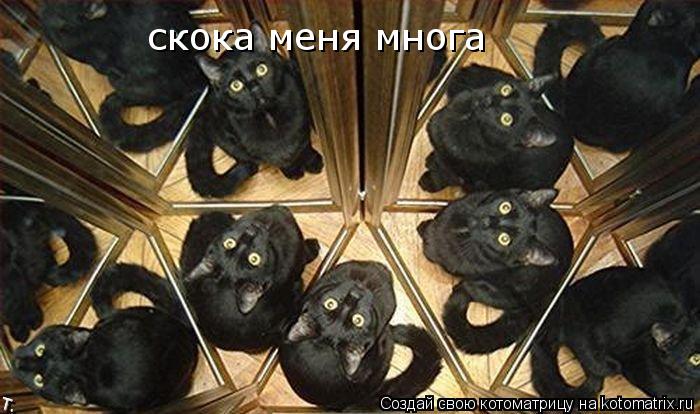 Котоматрица: скока меня многа
