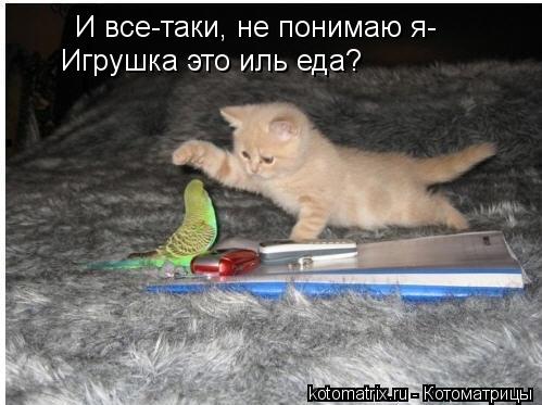 Котоматрица: Игрушка это иль еда? И все-таки, не понимаю я-