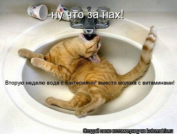 Котоматрица: -ну что за нах! Вторую неделю вода с бактериями! вместо молока с витаминами!