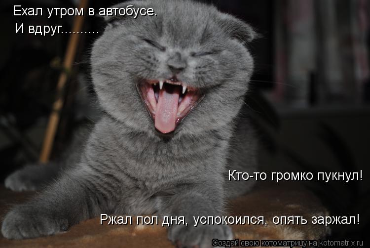 Котоматрица: Ржал пол дня, успокоился, опять заржал! Ехал утром в автобусе. И вдруг.......... Кто-то громко пукнул!