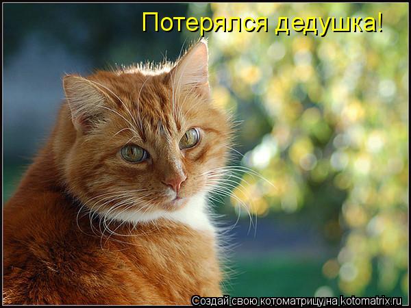 Котоматрица: Потерялся дедушка!