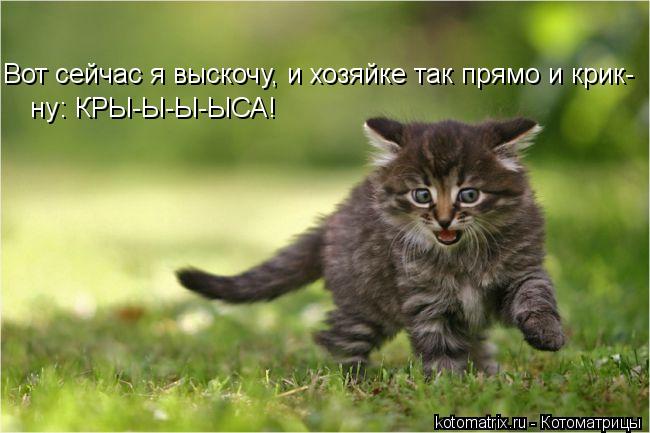 Котоматрица: ну: КРЫ-Ы-Ы-ЫСА! Вот сейчас я выскочу, и хозяйке так прямо и крик-