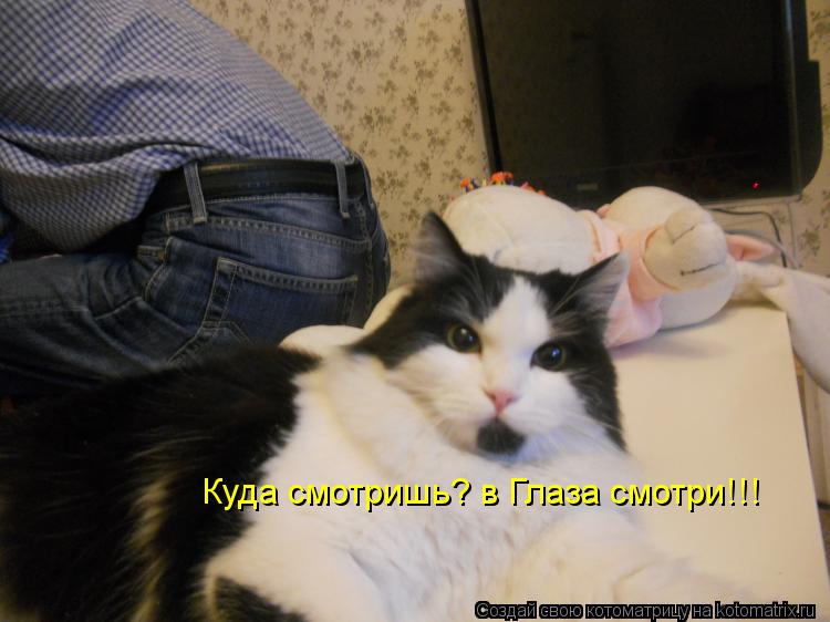 Котоматрица: Куда смотришь? в Глаза смотри!!!