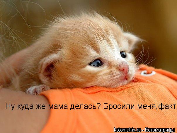 Котоматрица: Ну куда же мама делась? Бросили меня,факт.