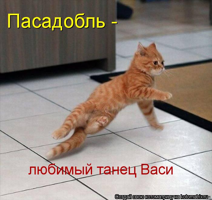 Котоматрица: Пасадобль -  любимый танец Васи
