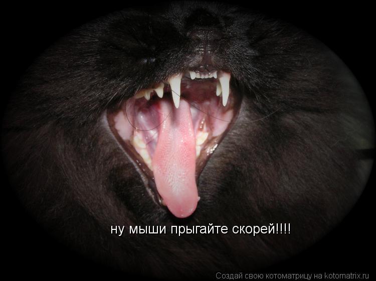 Котоматрица: ну мыши прыгайте скорей!!!!