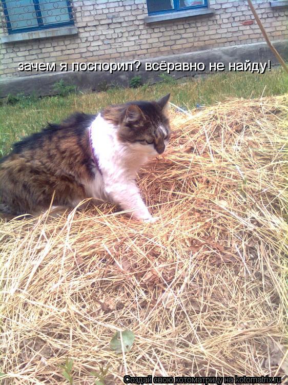 Котоматрица: зачем я поспорил? всёравно не найду зачем я поспорил? всёравно не найду!