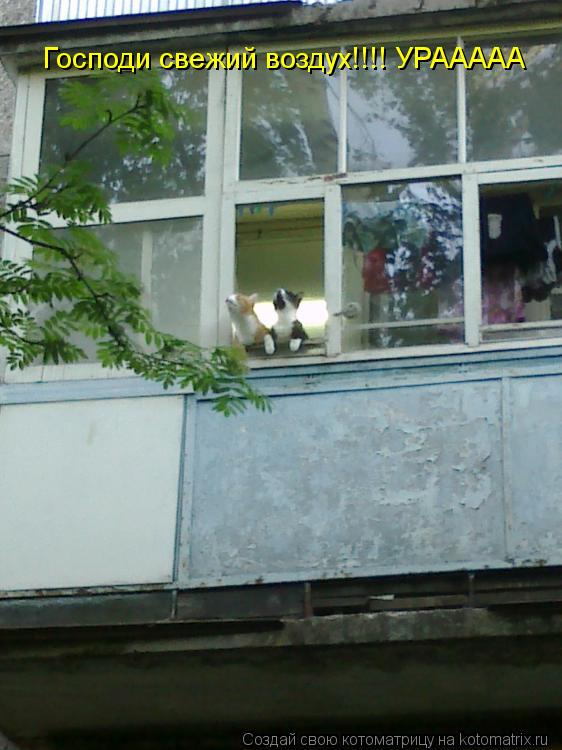 Котоматрица: Господи свежий воздух!!!! УРААААА