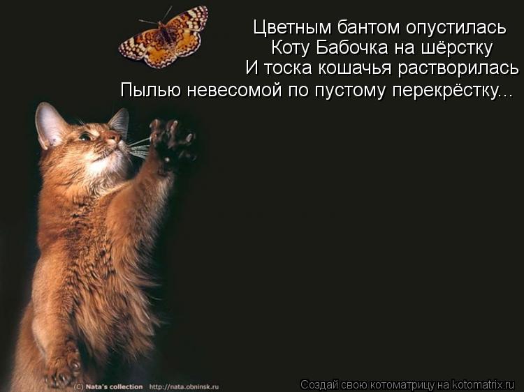 Котоматрица: Цветным бантом опустилась Коту Бабочка на шёрстку И тоска кошачья растворилась Пылью невесомой по пустому перекрёстку...