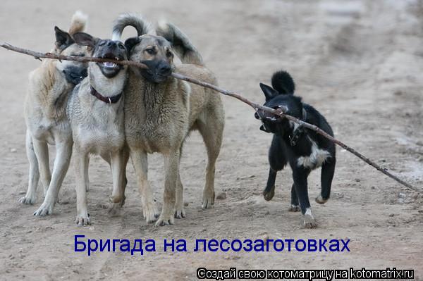 Котоматрица: Бригада на лесозаготовках