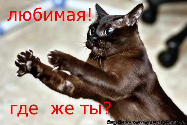 Котоматрица: любимая! где  же ты?