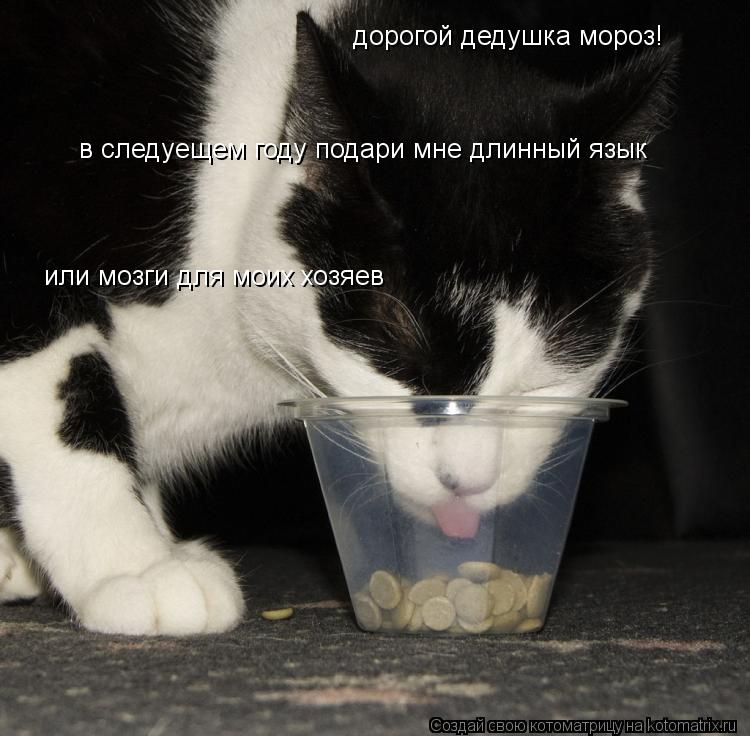 Котоматрица: дорогой дедушка мороз! в следуещем году подари мне длинный язык или мозги для моих хозяев