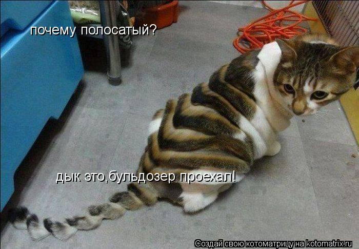 Котоматрица: почему полосатый? дык это,бульдозер проехал!