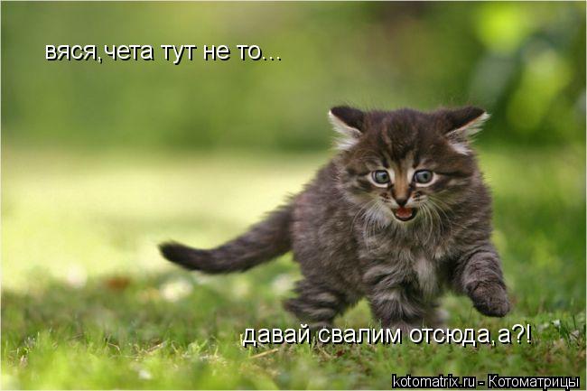Котоматрица: вяся,чета тут не то... давай свалим отсюда,а?!