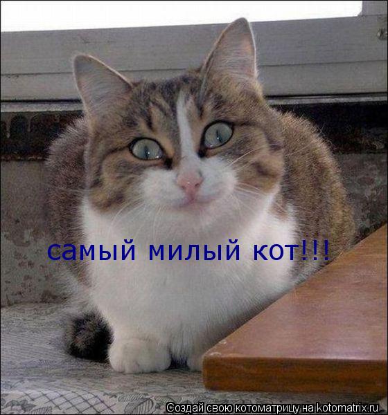Котоматрица: самый милый кот!!!