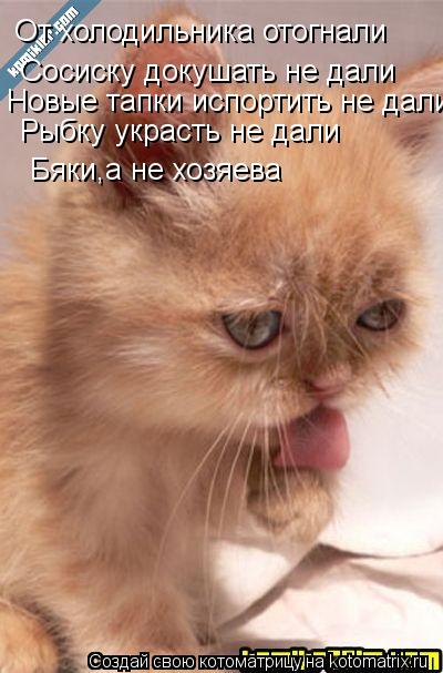 Котоматрица: От холодильника отогнали  Сосиску докушать не дали Новые тапки испортить не дали Рыбку украсть не дали Бяки,а не хозяева