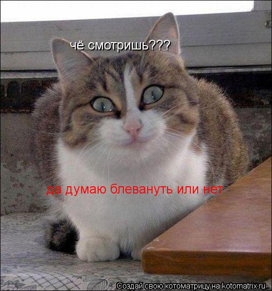 Котоматрица: чё смотришь??? да думаю блевануть или нет