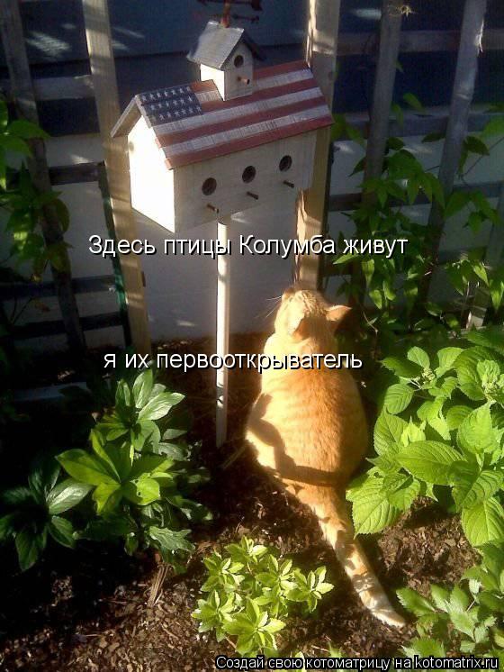 Котоматрица: Здесь птицы Колумба живут я их первооткрыватель