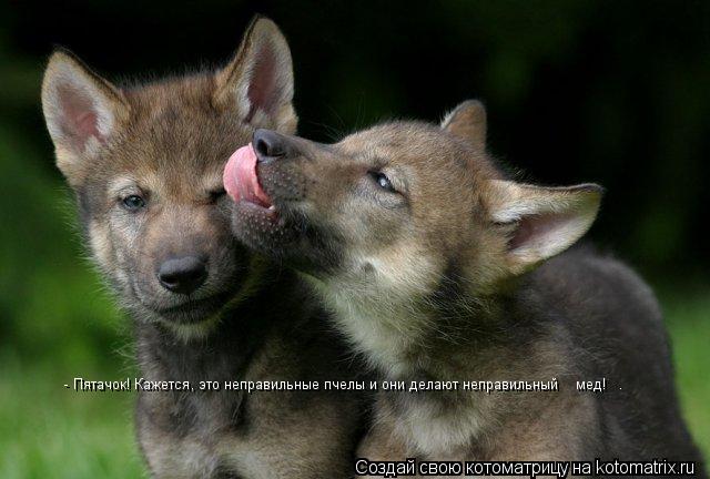 Котоматрица: - Пятачок! Кажется, это неправильные пчелы и они делают неправильный    мед!   …
