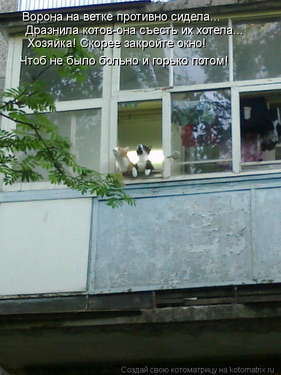 Котоматрица: Ворона на ветке противно сидела... Дразнила котов-она съесть их хотела... Хозяйка! Скорее закройте окно! Чтоб не было больно и горько потом!