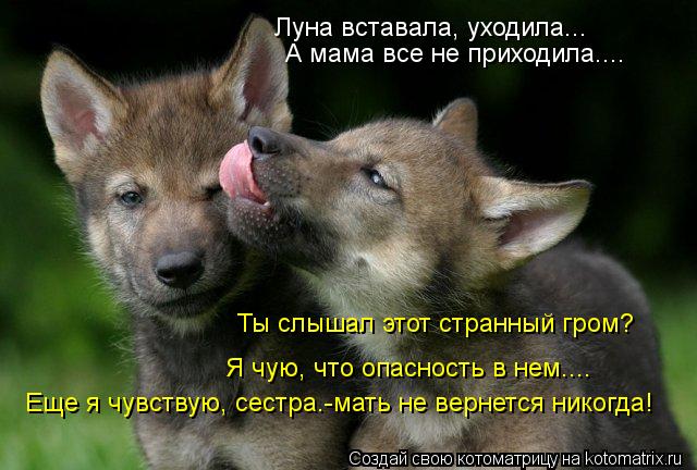 Котоматрица: Луна вставала, уходила... А мама все не приходила.... Ты слышал этот странный гром? Я чую, что опасность в нем.... Еще я чувствую, сестра.-мать не в