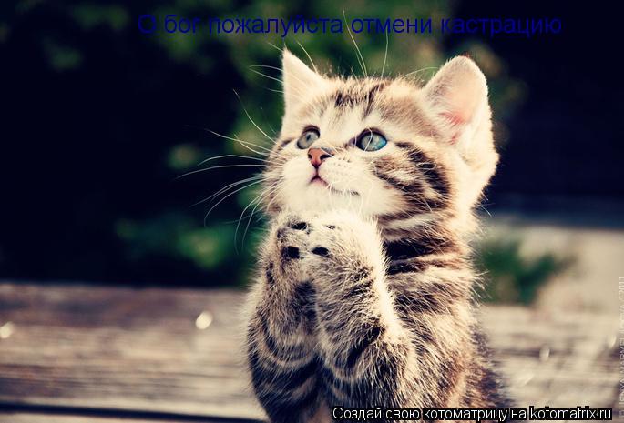 Котоматрица: О бог пожалуйста отмени кастрацию