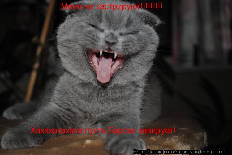 Котоматрица: Меня не кастрируют!!!!!!!!! Хахахахахаха пусть Барсик завидует!