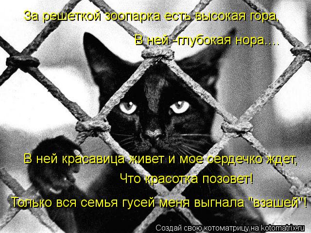 Котоматрица: За решеткой зоопарка есть высокая гора, В ней -глубокая нора.... В ней красавица живет и мое сердечко ждет, Что красотка позовет! Только вся се