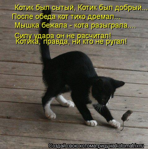 Котоматрица: Котик был сытый, Котик был добрый.... После обеда кот тихо дремал... Мышка бежала - кота разыграла.... Силу удара он не расчитал! Котика, правда, н