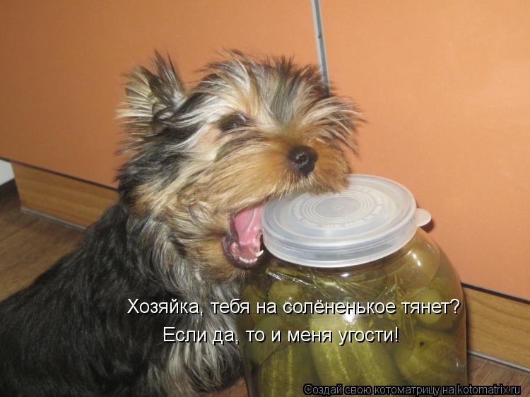 Котоматрица: Хозяйка, тебя на солёненькое тянет?  Если да, то и меня угости!
