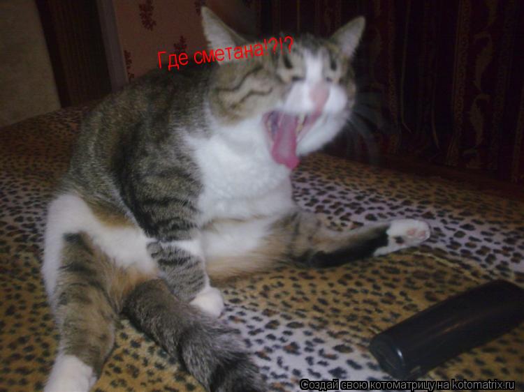 Котоматрица: Где сметана!?!?