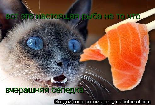 Котоматрица: вот это настоящая рыба не то что  вчерашняя селедка