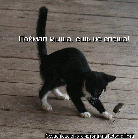 Котоматрица: Поймал мыша, ешь не спеша!