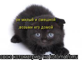 Котоматрица: он милый и смешной ,возьми его домой