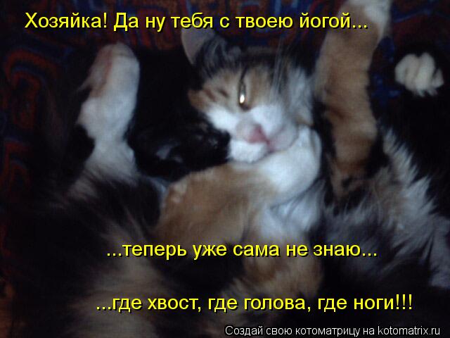 Котоматрица: Хозяйка! Да ну тебя с твоею йогой... ...теперь уже сама не знаю... ...где хвост, где голова, где ноги!!!