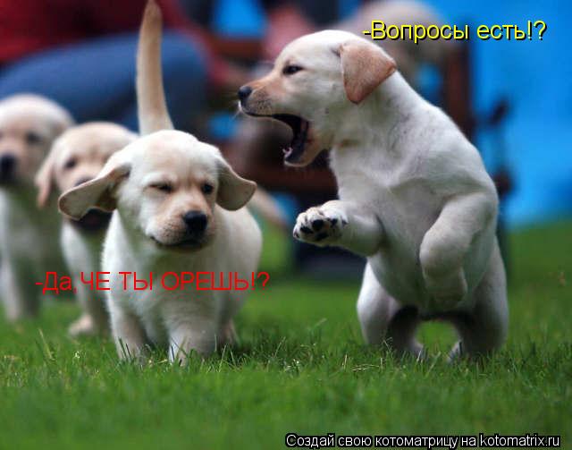 Котоматрица: -Вопросы есть!? -Да,ЧЕ ТЫ ОРЕШЬ!?