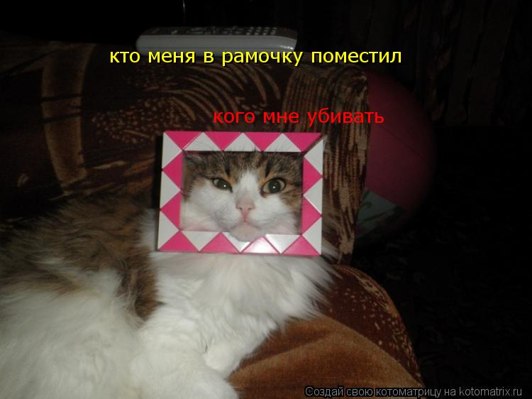 Котоматрица: кто меня в рамочку поместил кого мне убивать