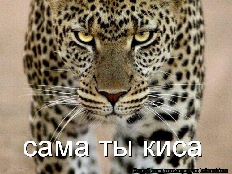 Котоматрица: сама ты киса сама ты киса сама ты киса