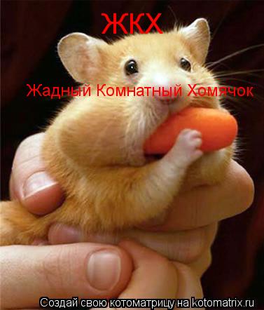 Котоматрица: ЖКХ Жадный Комнатный Хомячок